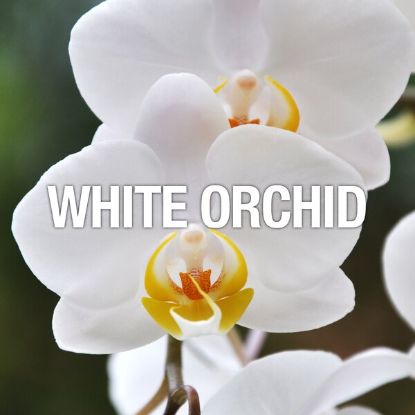 Curve Crush Fine Fragrance Mist for Women, 8 OZ