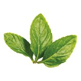Tazo Herbal Caffeine-Free Refresh Mint Tea Bags For a Refreshing Beverage, 20 ct, thumbnail image 5 of 5