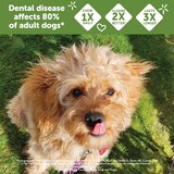 WHIMZEES by Wellness Natural Grain Free Long Lasting Dental Dog Treats, Daily Use Packs, Small Brushzees, 14ct, thumbnail image 4 of 6